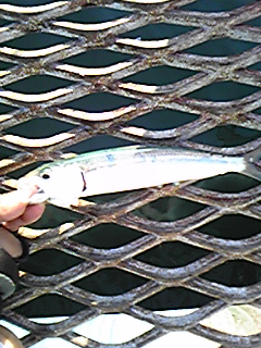 f0191888_2026293.jpg