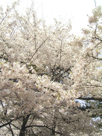 e0043700_21273612.jpg