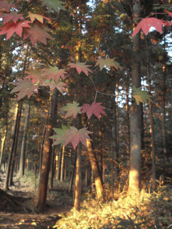 e0110719_1728215.jpg