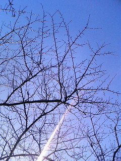 e0150843_18173074.jpg