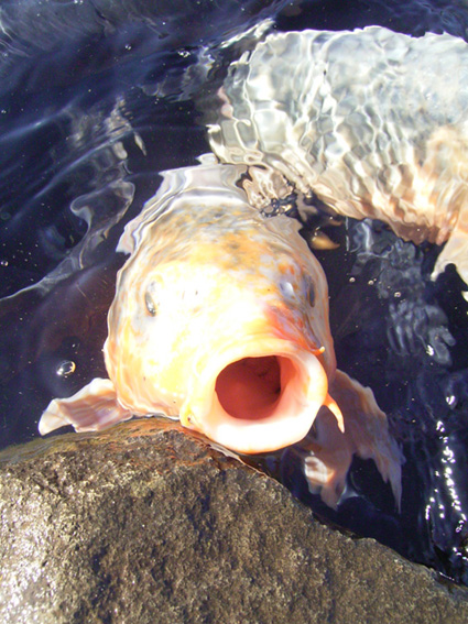 e0043700_2231229.jpg