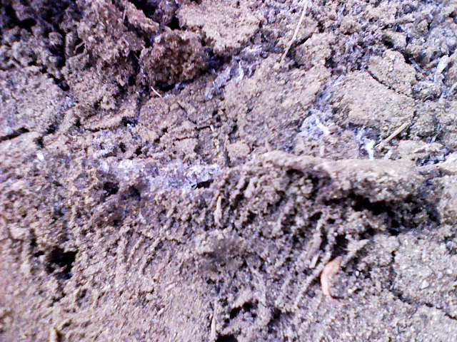 e0067502_13532195.jpg