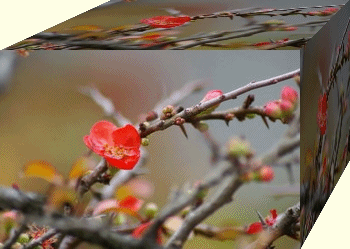 b0052108_0281922.gif