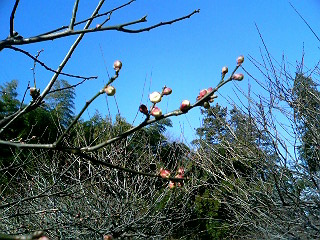e0150843_17421011.jpg