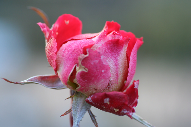 c0163369_951175.jpg