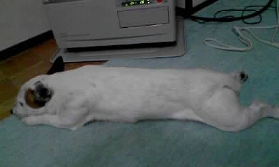 c0160578_10465274.jpg