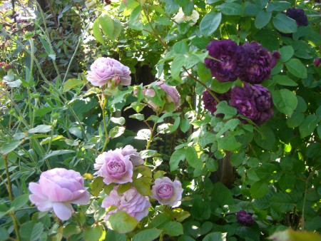 c0078586_16542691.jpg