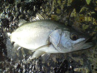 e0052088_2144925.jpg