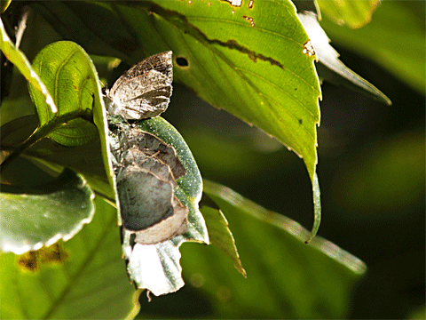 b0053192_454515.gif