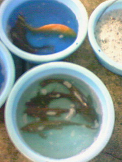 f0065228_2011273.jpg
