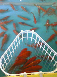 f0065228_2020123.jpg