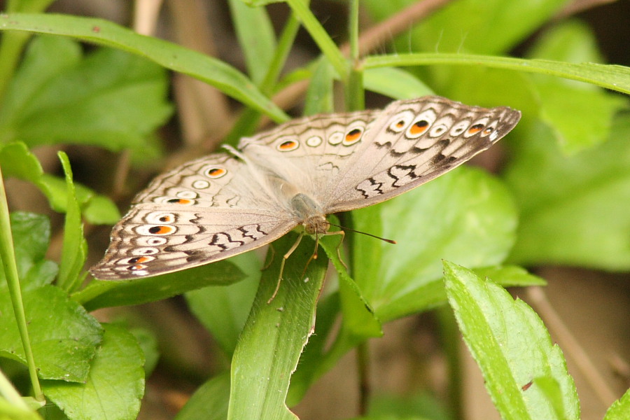 a0094850_20182386.jpg
