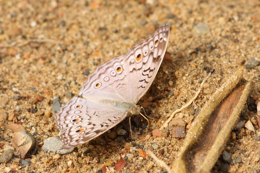a0094850_20184858.jpg