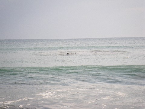 e0052088_1513298.jpg