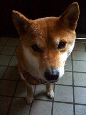 e0131506_23244586.jpg