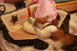 c0136736_18231087.gif