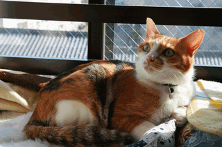 c0136736_18232926.gif