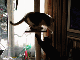 c0136736_18503444.gif