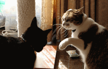 c0136736_185103.gif
