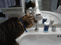 c0136736_18522138.gif