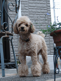 c0136736_1913638.gif