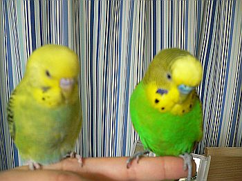 f0196665_031310.jpg