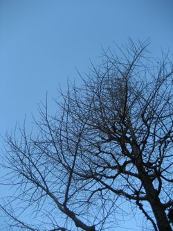 c0038170_934020.jpg