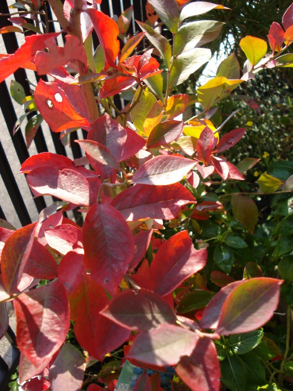 f0165677_2013687.jpg