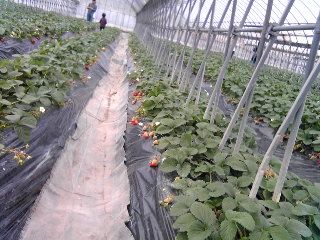 d0044986_7531832.jpg