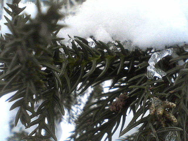 a0007388_11394918.jpg