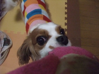 b0146391_16252095.jpg