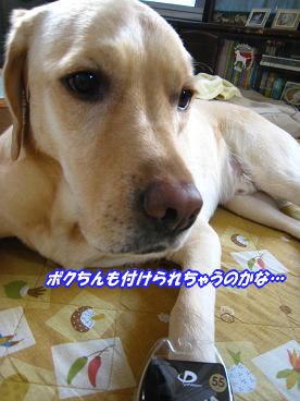 c0028792_23294331.jpg