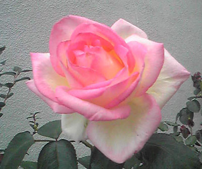 a0019212_2257499.jpg