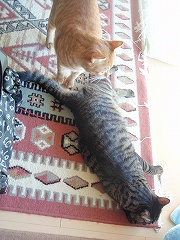 c0145016_0321559.jpg