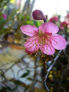 f0143521_1640418.jpg