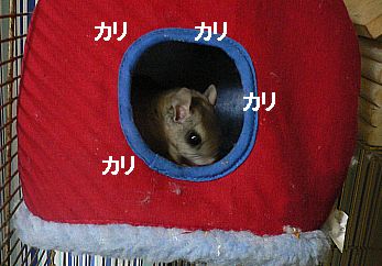 f0196665_2337284.jpg