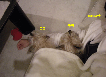 e0066883_20475667.gif