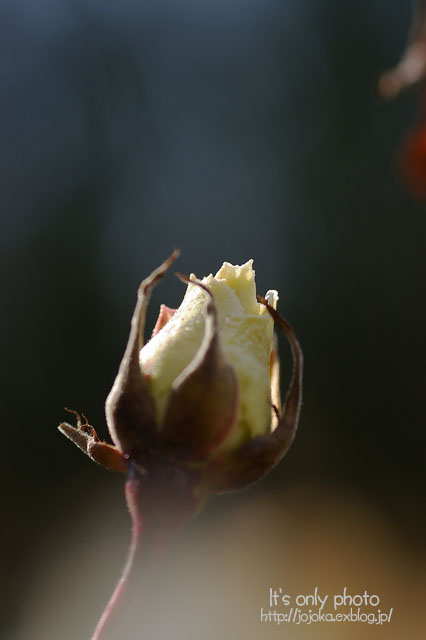 e0008800_15155049.jpg