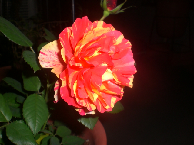 b0116327_2322564.jpg