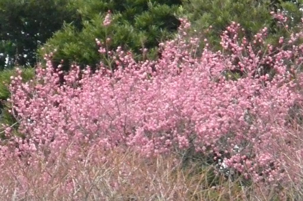 e0033229_16225347.jpg