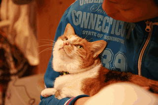 c0136736_1112677.gif