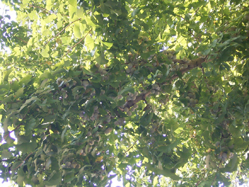 e0043700_20241394.jpg