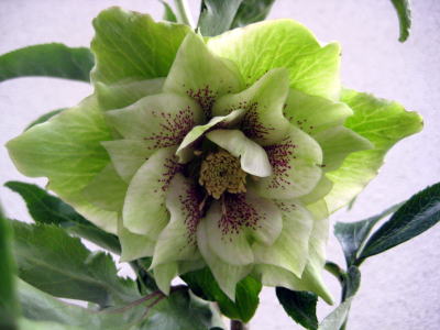 c0147952_2116572.jpg