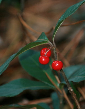 f0181173_2036544.jpg