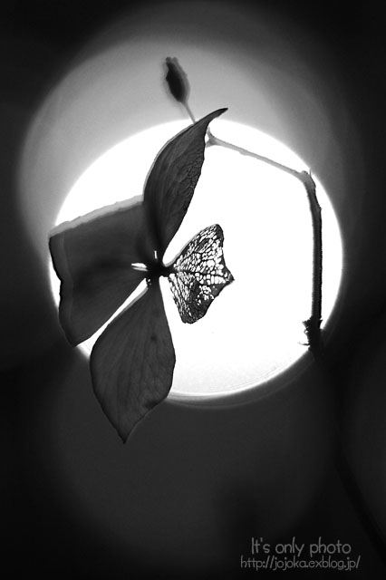 e0008800_1412546.jpg