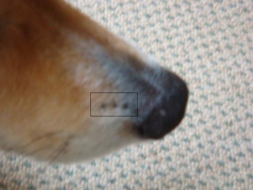 e0147716_3545681.jpg