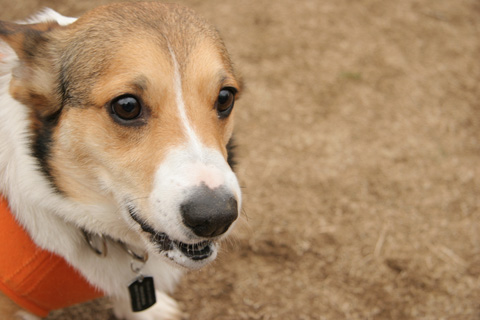 e0071225_0363240.jpg