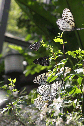 d0069235_19252428.gif