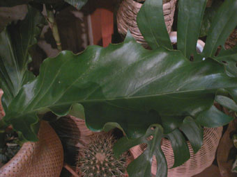 b0137240_11145148.jpg