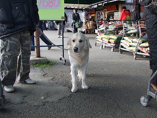 a0104162_223195.jpg